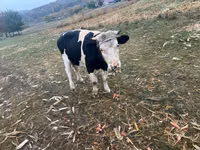 Bou, Russian Black pied cattle — foto 2