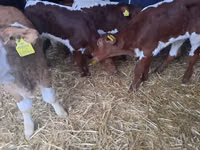 公牛, Simmental cattle — 照片 4