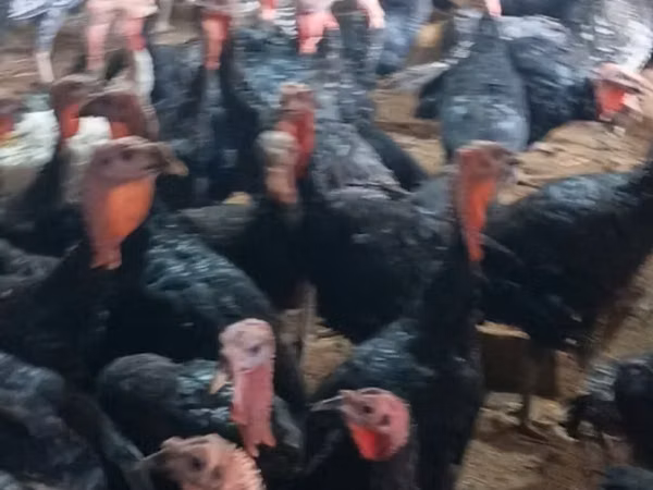 Turkeys