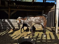 Kozel, Beetal goats — foto 3