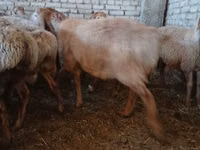 Carnero, Arashan sheep — foto 6
