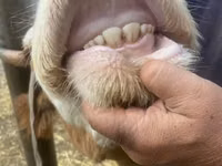 Cow, Swiss cattle — photo 3