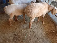 Ovan, Arashan sheep — fotografija 7