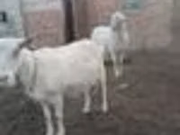 Koza, Saanen goat — foto 4