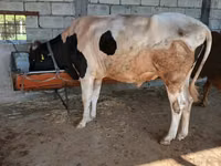 گاو نر, Russian Black pied cattle — عکس 4