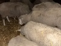 Carnero, Ile-de-France sheep — foto 2