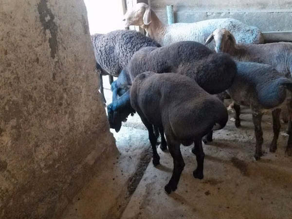 Kambing jantan, Sheep — Uzbekistan