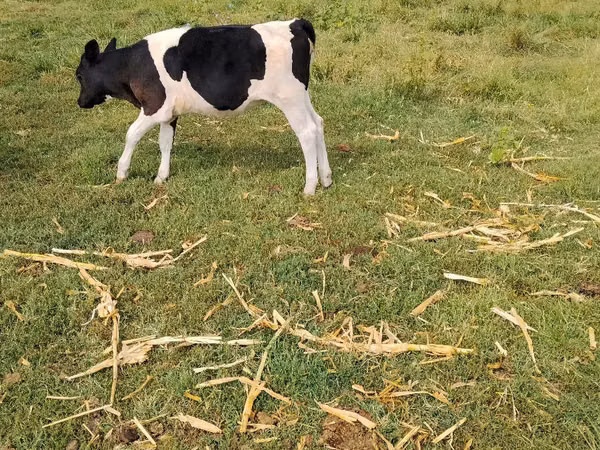 Cow, Holstein breed — Moldova