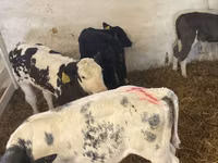 公牛, Cattle — 照片 4