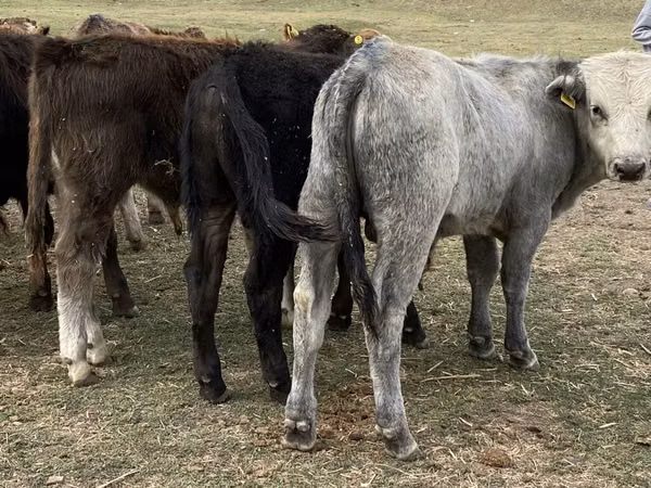 Bull, Cattle — Kyrgyzstan