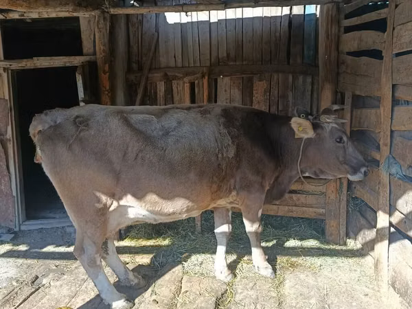 Vaca, Simmental cattle