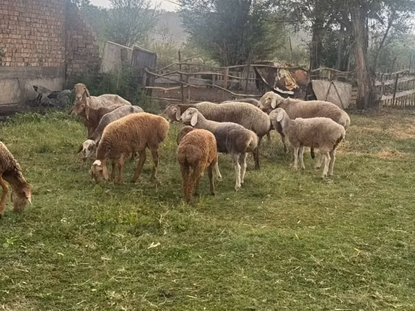 میش, گوسفند — قرقیزستان