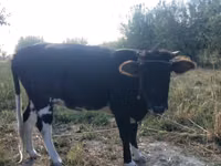 牛只（批次，未指定性别）, Russian Black pied cattle — 照片 1