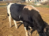 Bull, Simmental cattle — photo 3