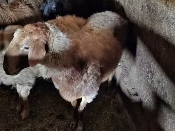 Ram, Sheep — Kazakhstan