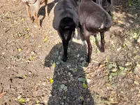 Ram, Sheep — photo 4