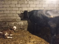 பசு, Simmental cattle — புகைப்படம் 1