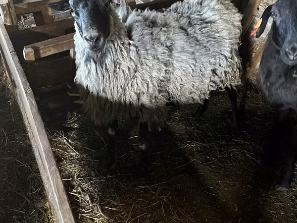 Får, Romanov sheep