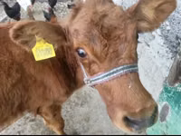 Cow, Latvian Blue cattle — photo 4