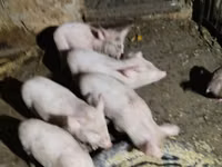 Scrofa, Maiali — foto 3