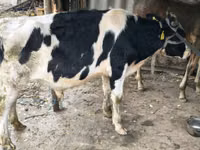 Bik, Russian Black pied cattle — fotografija 1