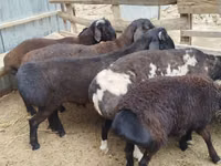 Ram, Sheep — photo 3