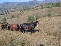 Mare, Kazakh horse — photo 2