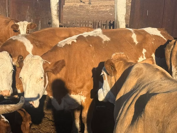 गाय, Simmental cattle
