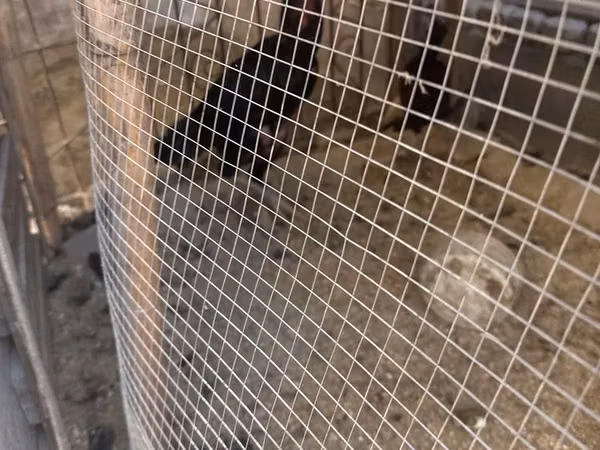 Chickens — ازبکستان