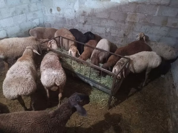 Koç, Rhon sheep — Kırgızistan