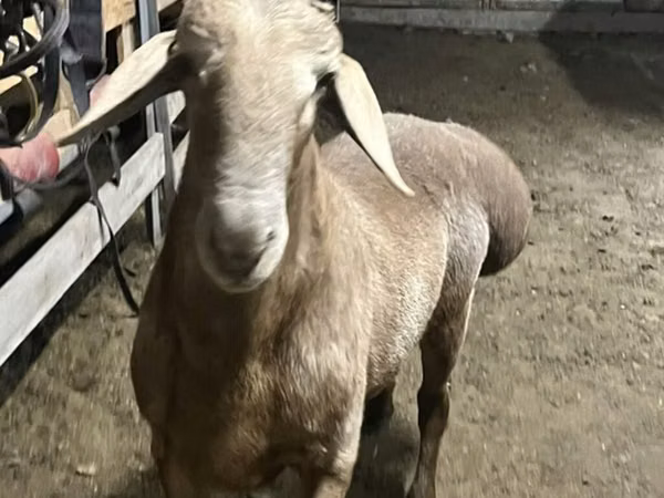 قوچ, Arashan sheep — قرقیزستان