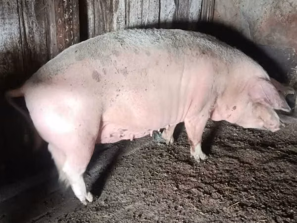 Sow, Pigs