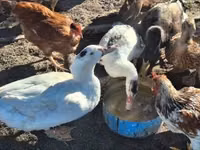 Ducks — عکس 3