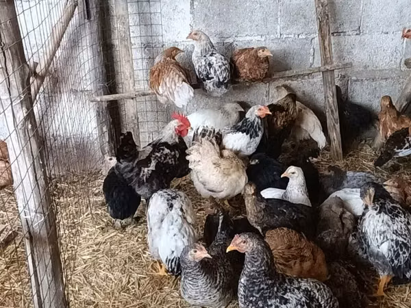 Chickens — Kyrgyzstan