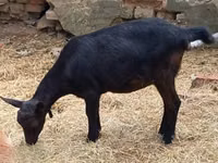 Goat, Alpine goat — photo 7