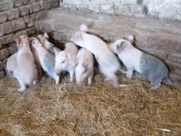 Pigs (batch, sex not specified), 