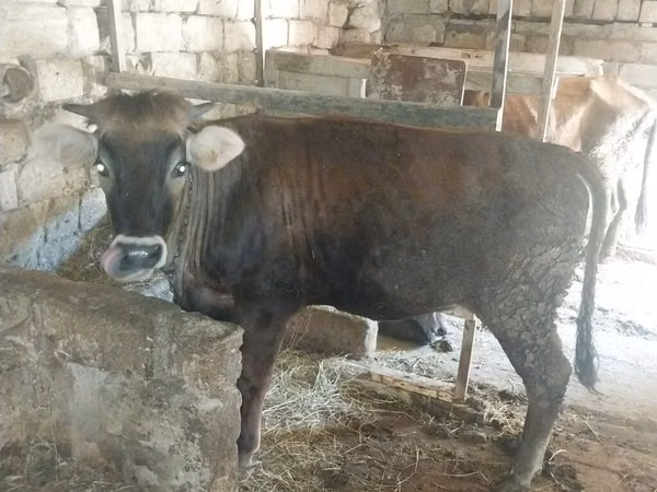 گائے, مویشی — آذربائیجان