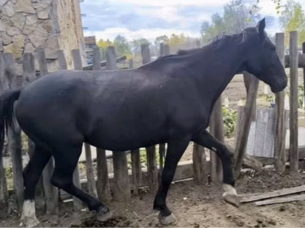 Horse (M), Kyrgyz Horse — Kazakhstan