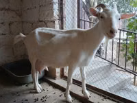 Goat, Saanen goat — photo 4