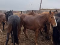 فرس, Horse breed — الصورة 3