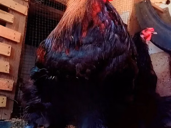Chickens — সেনেগাল