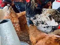 Chickens — foto 1