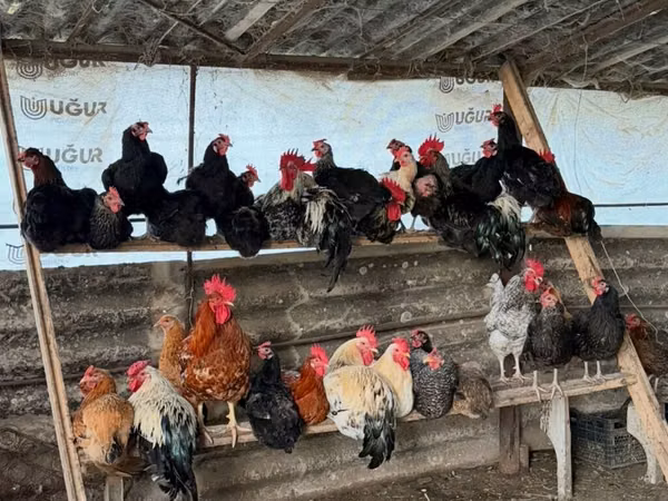 Chickens — Азербайджан