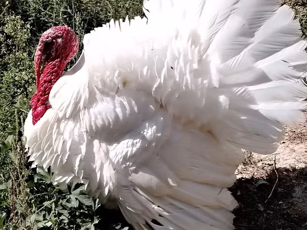 Turkeys — উজবেকিস্তান