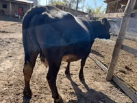 গাভী, গরু — ছবি 2