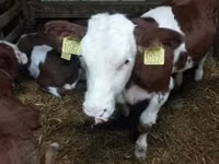 Byk, Simmental cattle — zdjęcie 4