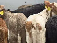 Skot (série, pohlaví neuvedeno), Russian Black pied cattle — foto 4