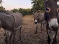 Kuda betina, Horses — foto 1