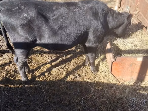 Cow, Aberdeen-Angus — Kazakhstan