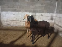 Ram, Arashan sheep — photo 2
